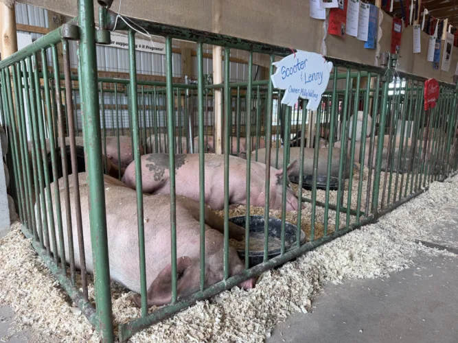 Naptime at the county fair